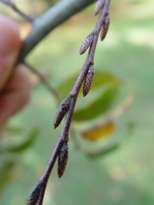 American Hornbeam, Ironwood or Musclewood seeds